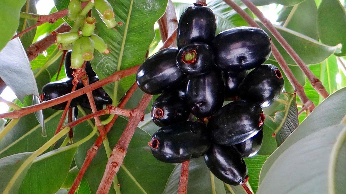 জামের রস রপ্তানিতে সাফল্য, মূল্য পাচ্ছে বিচিও